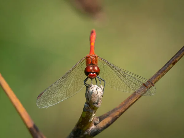 一个五彩斑斓的红色深红色蜻蜓 Sympetrum Sanguineum 夏日阳光灿烂 维也纳 奥地利 — 图库照片