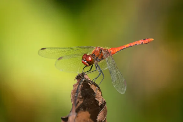 Μια Πολύχρωμη Κόκκινη Dardy Darter Dragonfly Sympetrum Sanguineum Ξεκουράζεται Ηλιόλουστη — Φωτογραφία Αρχείου