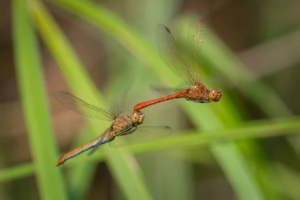 Ett Par Parning Södra Pilar Sympetrum Meridionale Flygning Solig Dag — Stockfoto