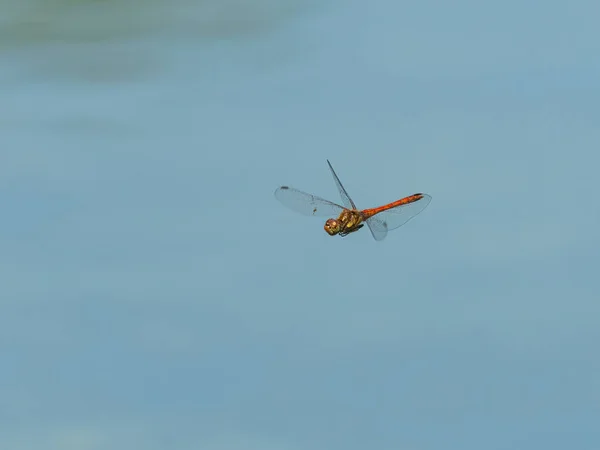 Common Darter Sympetrum Striolatum Flying Open Water Sunny Day Summer — Stock Photo, Image