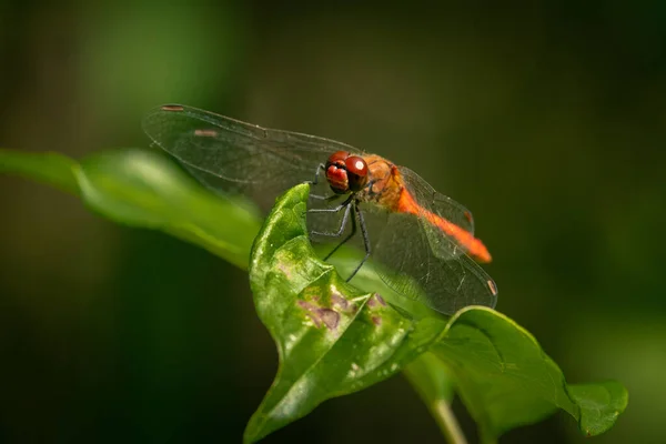 Μια Πολύχρωμη Κόκκινη Dardy Darter Dragonfly Sympetrum Sanguineum Ξεκουράζεται Ηλιόλουστη — Φωτογραφία Αρχείου