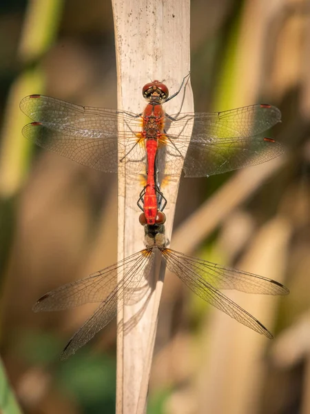 Par Darters Rubicundos Vermelhos Coloridos Sympetrum Sanguineum Descansando Dia Ensolarado — Fotografia de Stock