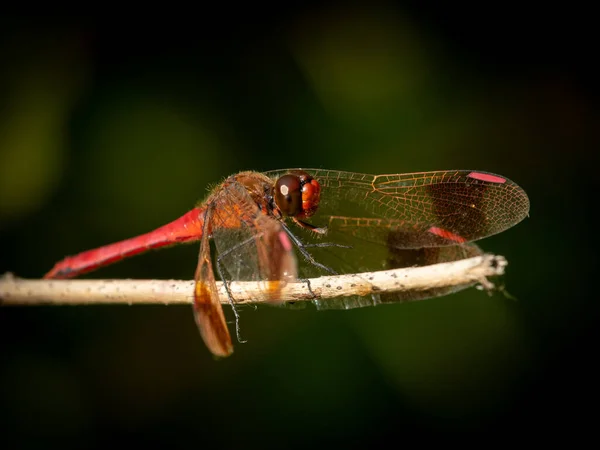 Μια Banded Darter Dragonfly Sympetrum Pedemontanum Ακουμπισμένη Στο Γρασίδι Ηλιόλουστη — Φωτογραφία Αρχείου