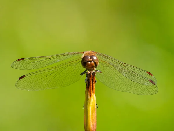 Μια Κοινή Darter Dragonfly Sympetrum Striolatum Ξεκουράζεται Στον Ήλιο Ηλιόλουστη — Φωτογραφία Αρχείου