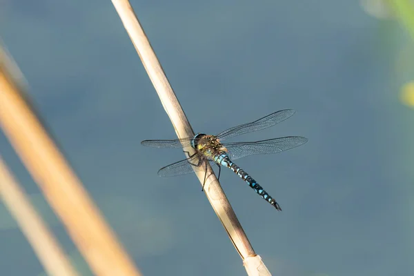 Libélula Mensajera Migrante Aeshna Mixta Descansando Caña Día Soleado Verano — Foto de Stock