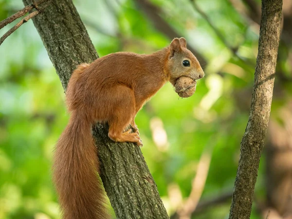 Una Ardilla Roja Con Una Nuez Boca Sentada Árbol Viena — Foto de Stock