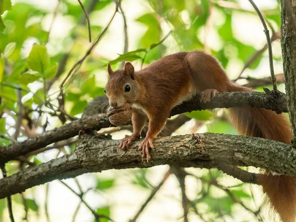 Una Ardilla Roja Con Una Nuez Boca Sentada Árbol Viena — Foto de Stock