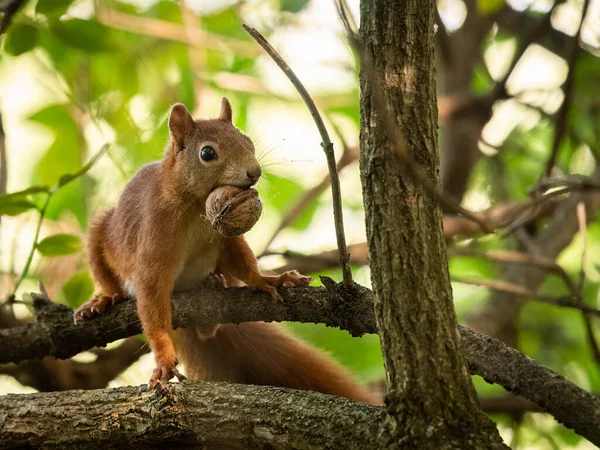 Una Ardilla Roja Con Una Nuez Boca Sentada Árbol Viena — Foto de Stock