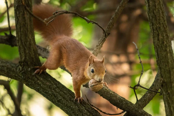 Una Ardilla Roja Con Una Nuez Boca Sentada Árbol Viena — Foto de Stock