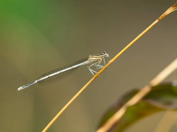 Uma Donzela Pernas Penas Azuis Platynemis Pennipes Assente Numa Relva — Fotografia de Stock