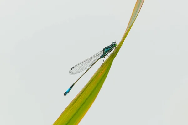 Uma Donzela Azul Comum Ischnura Elegans Descansando Uma Grama Dia — Fotografia de Stock