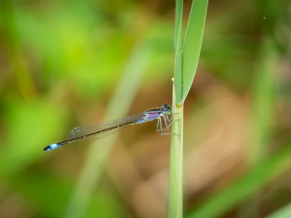 Vanlig Blåstjärtsfjäril Ischnura Elegans Vilar Ett Gräs Solig Dag Sommaren — Stockfoto