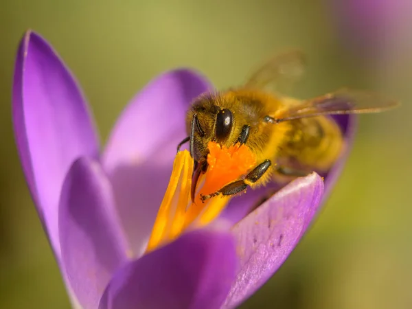 Ett Honungsbi Som Livnär Sig Lila Krokusblomma Solig Dag Våren — Stockfoto