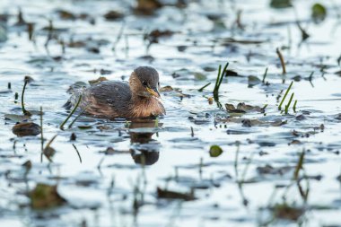Küçük bir gölette (Isonzo, İtalya) yüzen şirin küçük bir yunus balığı (taşibaptus ruficollis))