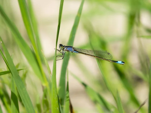 一种常见的蓝尾蝶 栖息在草地上 夏天阳光明媚 — 图库照片