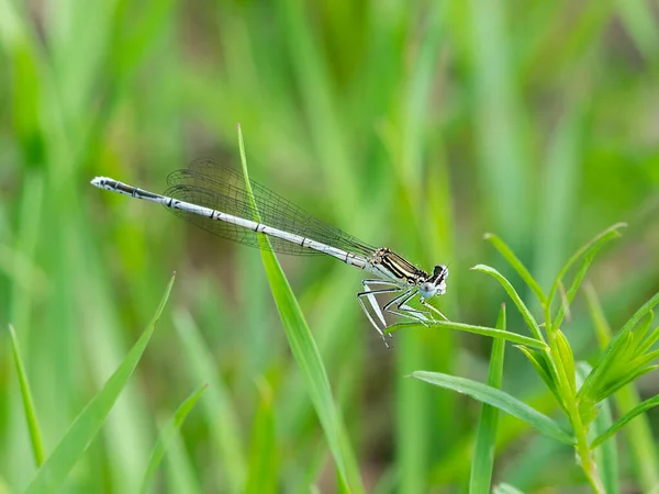 在夏天阳光明媚的一天 一只蓝色的羽翼蜻蜓栖息在植物上 — 图库照片