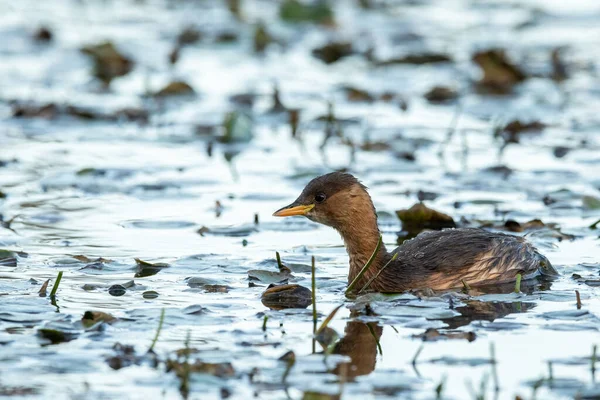 Küçük bir gölette (Isonzo, İtalya) yüzen şirin küçük bir yunus balığı (taşibaptus ruficollis))