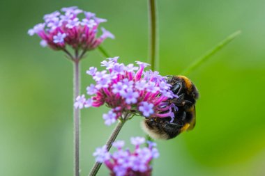 Büyük bir toprak yaban arısı (Bombus terrestris) güzel bir verbena (Verbena bonariensis) ile beslenir, yeşil arkaplan