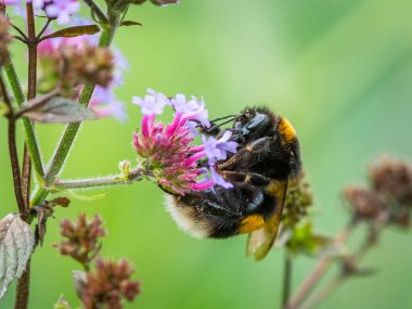 Büyük bir toprak yaban arısı (Bombus terrestris) güzel bir verbena (Verbena bonariensis) ile beslenir, yeşil arkaplan