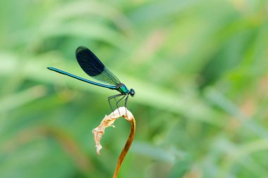 Erkek bantlı matmazel (Calopteryx ihtişamlı) yazın bulutlu bir günde dinleniyor.