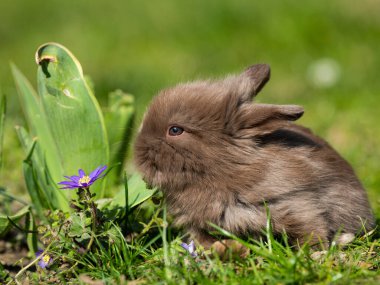 Baharda güneşli bir günde çimenlerde oturan çok genç bir tavşan