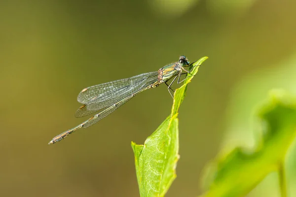 Una Damisela Esmeralda Sauce Chalcolestes Viridis Descansando Sobre Una Hoja —  Fotos de Stock