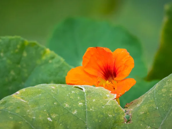 Closeup Colorful Nasturtium Flower Summer — Stock Photo, Image