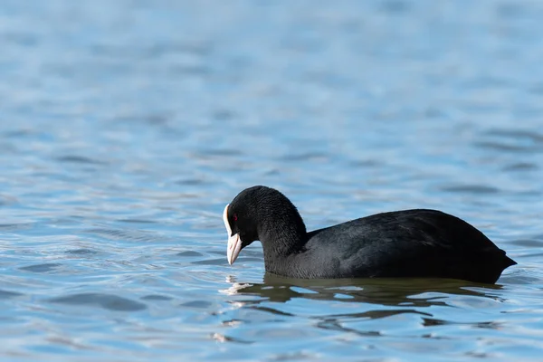 Retrato Una Coot Eurasiática Nadando Lago Día Soleado Invierno Viena —  Fotos de Stock