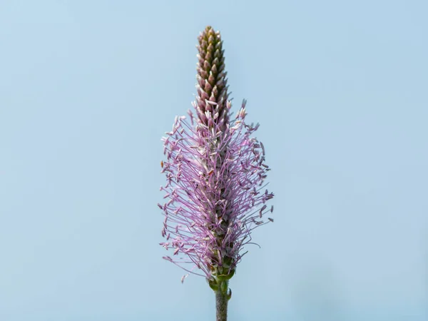 Closeup Uma Inflorescência Bananeira Rosa Hoary Plantago Media — Fotografia de Stock