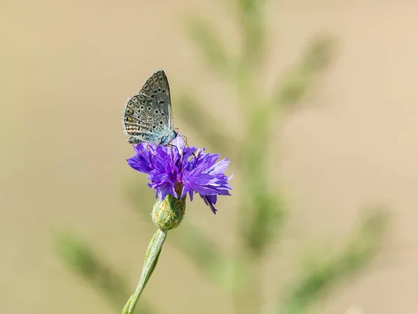 Motyl Błękitny Polyommatus Icarus Żywiący Się Bławatkiem Centaurea Cyanus — Zdjęcie stockowe