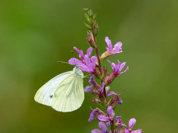Mały Zielony Żylasty Biały Motyl Artogeia Napi Żywiący Się Różowym — Zdjęcie stockowe