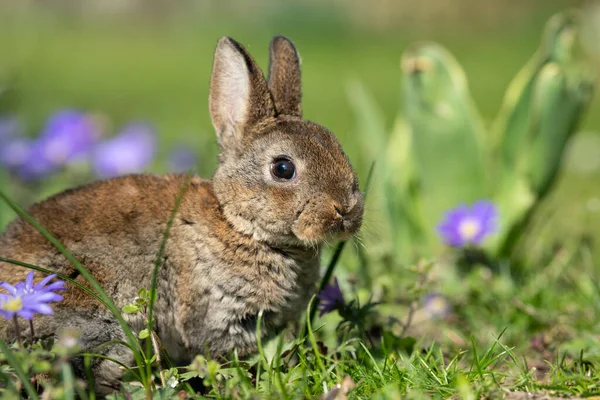 Very Young Rabbit Sitting Grass Sunny Day Spring — Stock Photo, Image