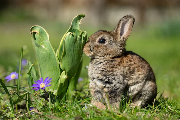Conejo Muy Joven Sentado Hierba Día Soleado Primavera — Foto de Stock
