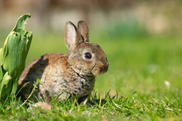 Giovanissimo Coniglio Seduto Sull Erba Una Giornata Sole Primavera — Foto Stock