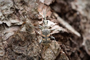 Çam ağacında dinlenen siyah benekli bir Longhorn böceği (Rhagium mordax)