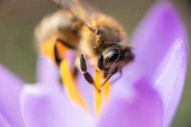 Mor bir kır çiçeğiyle beslenen bir bal arısı. Baharın güneşli bir günü.