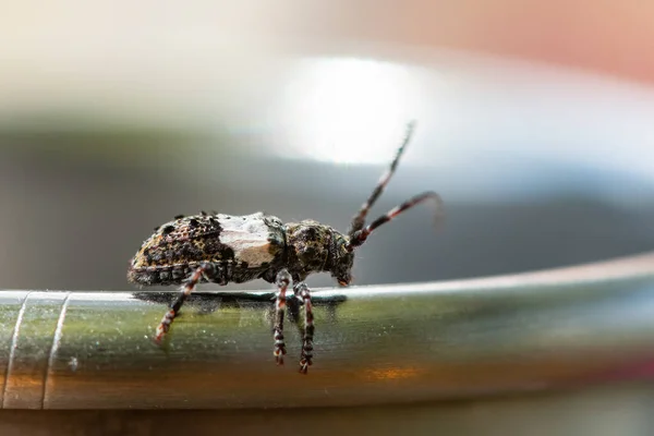 Egy Kis Hosszúszarvú Bogár Pogonocherus Hispidulus Pihen Üveg Szélén — Stock Fotó