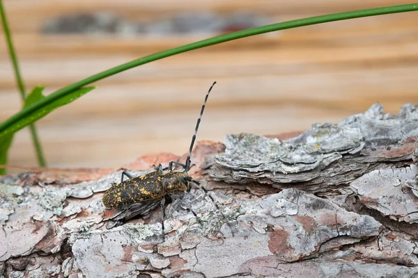 长角甲虫一种长角甲虫 长角甲虫 栖息在松树上 — 图库照片