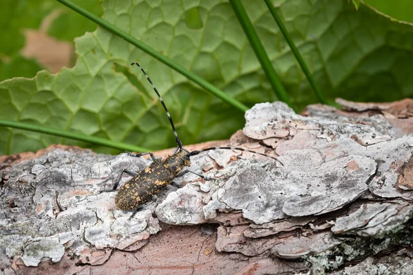 Escarabajo Cuerno Largo Monochamus Sutor Descansando Sobre Pino — Foto de Stock