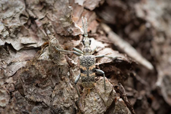 一只黑斑长角甲虫 Rhagium Mordax 栖息在松树上 — 图库照片