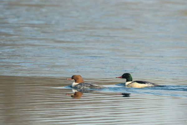 Zwei Gemeinsame Merganser Schwimmen Auf Einem Teich Sonniger Tag Winter — Stockfoto