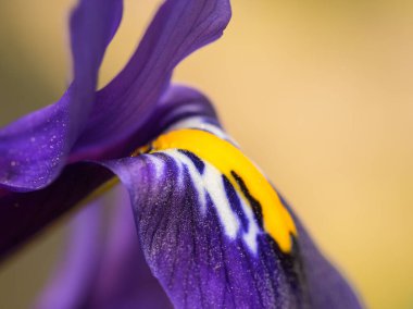 Baharın başında bahçede sarı bir menekşe çiçeğinin yakın çekimi.