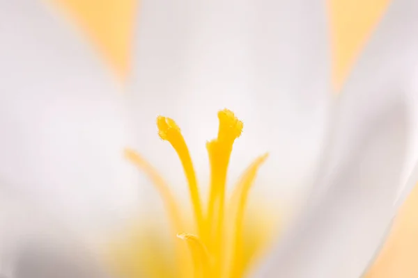 Primer Plano Una Flor Azafrán Blanco Jardín Principios Primavera — Foto de Stock