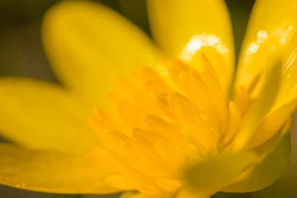 Крупный План Менее Цветущего Селандина Ranunculus Ficaria Саду Солнечный День — стоковое фото