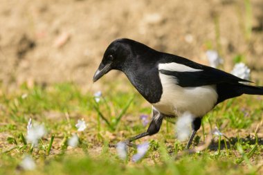Yaygın bir saksağan (Pica pica) bahçede yürüyüş ve yuva malzemesi arıyor, ilkbaharın erken saatlerinde güneşli bir gün