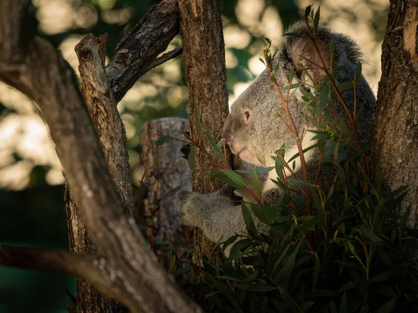 Lindo Koala Phascolarctos Cinereus Sentado Comiendo Árbol Zoológico — Foto de Stock