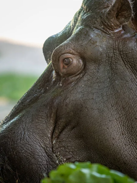 Primo Piano Ritratto Ippopotamo Ippopotamo Anfibio Uno Zoo Vienna Austria — Foto Stock