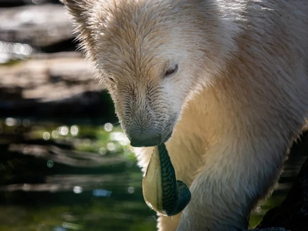 Retrato Jovem Urso Polar Ursus Maritimus Zoológico — Fotografia de Stock