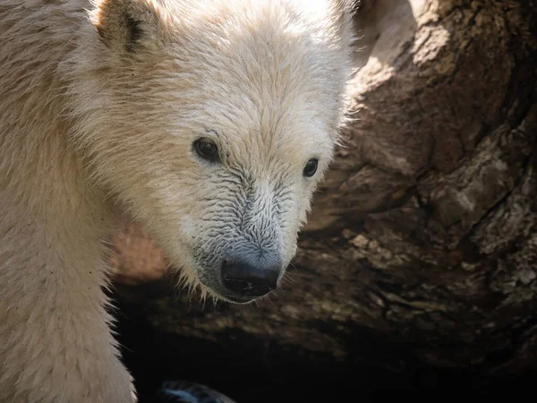 Портрет Молодого Білого Ведмедя Зоопарку — стокове фото