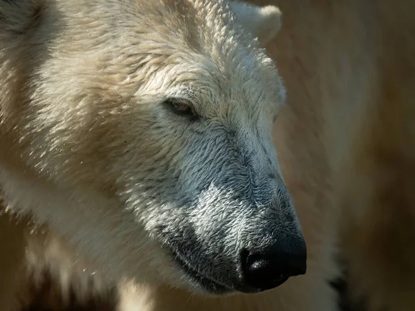 Retrato Urso Polar Ursus Maritimus Zoológico — Fotografia de Stock